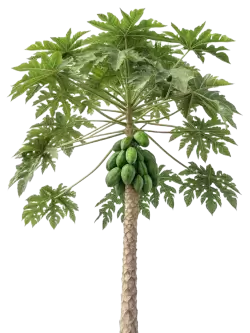 Imagen PNG para descargar